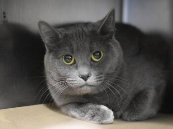 Lover -  Domestic Short Hair Cat for Adoption in Portland, Oregon - Lover | PetCurious