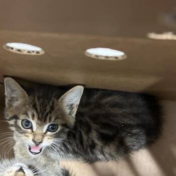 Pluto -  Domestic Short Hair Cat for Adoption in Tampa, Florida - Pluto | PetCurious