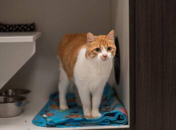 Barb -  Domestic Short Hair Cat for Adoption in Frankfort, Kentucky - Barb | PetCurious