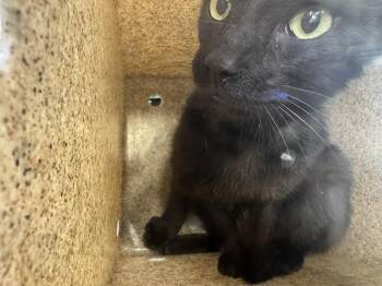 ONYX -  Domestic Short Hair Cat for Adoption in Grand Prairie, Texas - ONYX | PetCurious
