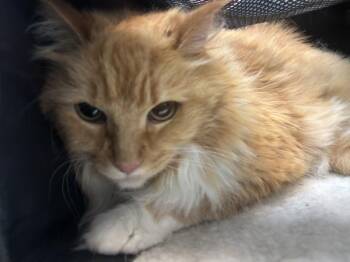 Peyton -  Domestic Medium Hair Cat for Adoption in New York, New York - Peyton | PetCurious