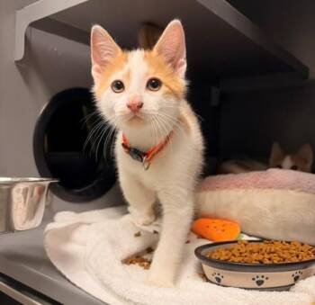 PHYTOPLANKTON -  Domestic Short Hair Cat for Adoption in Leesburg, Virginia - PHYTOPLANKTON | PetCurious