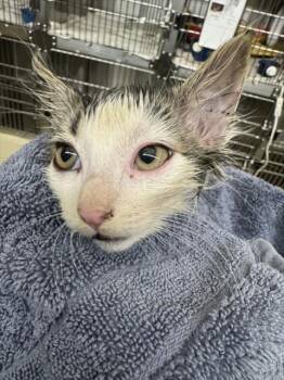 LIGHTWIEGHT -  Domestic Short Hair Cat for Adoption in Fremont, California - LIGHTWIEGHT | PetCurious