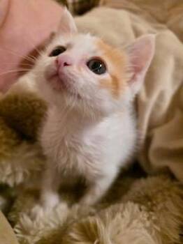 Rescue Domestic Short Hair Cats for Adoption in Noble, Oklahoma - Pixel | PetCurious