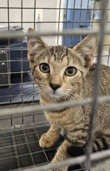 A137970 -  Domestic Short Hair Cat for Adoption in Palmetto, Florida - A137970 | PetCurious