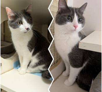 Domestic Short Hair Cats Available for Adoption - Buddy & Abby | PetCurious
