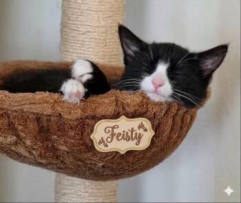 FEISTY -  Tuxedo Cat for Adoption in Palmdale, California - FEISTY | PetCurious