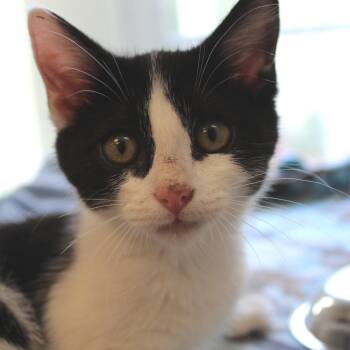 Nola -  Domestic Short Hair Cat for Adoption in Gloucester, Virginia - Nola | PetCurious