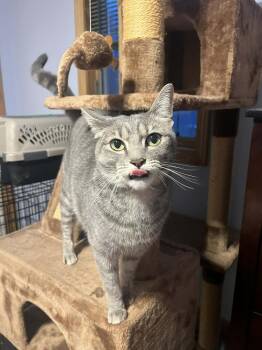 Princess     (Remy) -  Domestic Short Hair Cat Available for Adoption in Muskegon, Michigan - Princess     (Remy) | PetCurious
