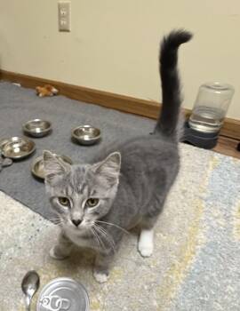 Minske -  Domestic Short Hair Cat for Adoption in Faribault, Minnesota - Minske | PetCurious