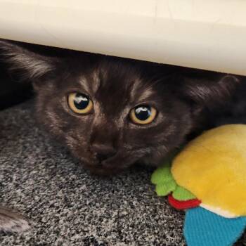 Ratatouille -  Domestic Short Hair Cat for Adoption in Reno, Nevada - Ratatouille | PetCurious