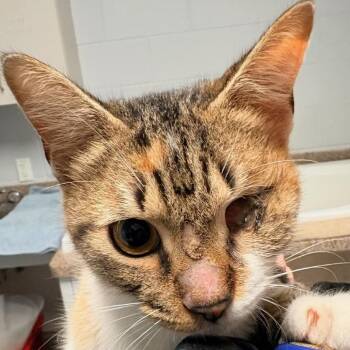 Hilton -  Domestic Short Hair Cat for Adoption in Houston, Texas - Hilton | PetCurious