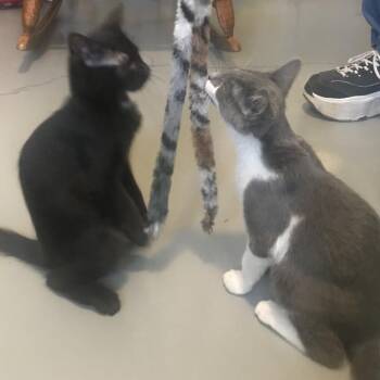 Fred -  Domestic Medium Hair Cat for Adoption in Arizona City, Arizona - Fred | PetCurious