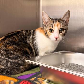 Mary -  Domestic Short Hair Cat for Adoption in Indianapolis, Indiana - Mary | PetCurious