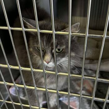 Fluffy -  Domestic Medium Hair Cat for Adoption in Washington, District Of Columbia - Fluffy | PetCurious