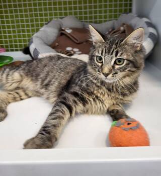 Rescue Domestic Medium Hair Cats for Adoption in Lodi, California - Gabi | PetCurious