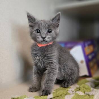 Churro -  Domestic Short Hair Cat for Adoption in Oakland, California - Churro | PetCurious