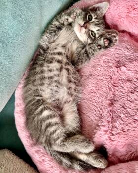 Ian II -  Domestic Short Hair Cat for Adoption in San Francisco, California - Ian II | PetCurious