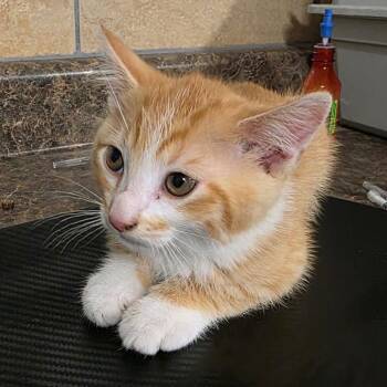 Domestic Medium Hair Cats Available for Adoption in Eureka Springs, Arkansas - Cubone | PetCurious