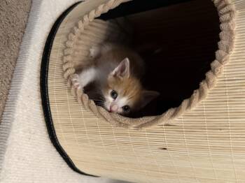 Ronaldo -  Domestic Short Hair Cat for Adoption in Fruit Heights, Utah - Ronaldo | PetCurious