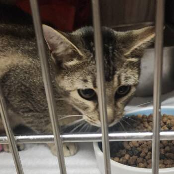Dolly -  Domestic Short Hair Cat for Adoption in Evensville, Tennessee - Dolly | PetCurious