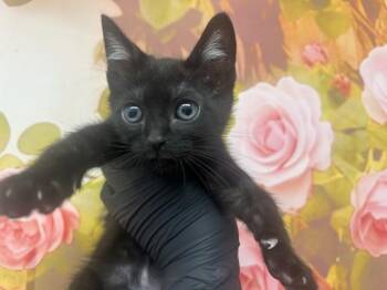 WYATT -  Domestic Short Hair Cat Available for Adoption in San Bernardino, California - WYATT | PetCurious