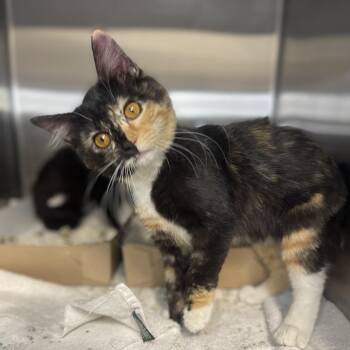 Domestic Medium Hair Cats Available for Adoption - Jane Austen | PetCurious