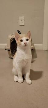 Baklava 2 -  Domestic Short Hair Cat for Adoption in Tucson, Arizona - Baklava 2 | PetCurious