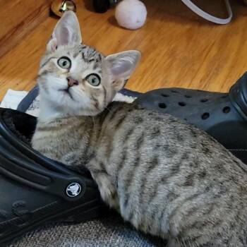 Phoebe WeeBee -  Domestic Short Hair Cat for Adoption in Sandy Springs, Georgia - Phoebe WeeBee | PetCurious
