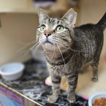 Rescue Domestic Short Hair Cats for Adoption in Hinesville, Georgia - Ms Kitty | PetCurious