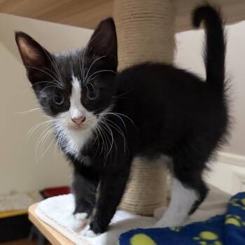 Carrot Cake -  Domestic Short Hair Cat Available for Adoption in Cumming, Georgia - Carrot Cake | PetCurious