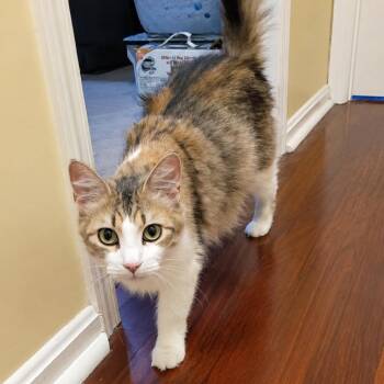 Virginia -  Domestic Short Hair Cat for Adoption in Mount Vernon, Indiana - Virginia | PetCurious
