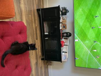 Johnny Depp -  Domestic Short Hair Cat for Adoption in Tracy, California - Johnny Depp | PetCurious