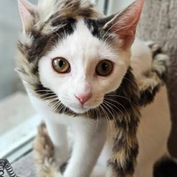 Brie -  Domestic Short Hair Cat for Adoption in Hamilton, Ontario - Brie | PetCurious