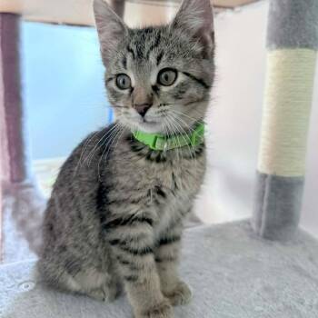 Robin -  Domestic Short Hair Cat for Adoption in Fairway, Kansas - Robin | PetCurious
