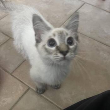 Walden -  Siamese Cat for Adoption in Austin, Texas - Walden | PetCurious