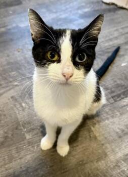 Almond -  Domestic Short Hair Cat for Adoption in Tucson, Arizona - Almond | PetCurious