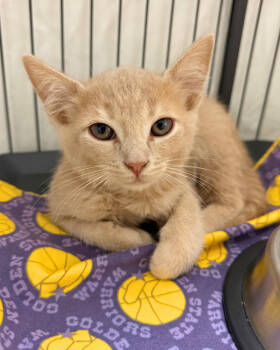 Rescue Domestic Short Hair Cats for Adoption in Novato, California - Bahama | PetCurious
