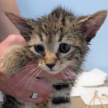 Will Furrell -  Domestic Short Hair Cat for Adoption in Brighton, Missouri - Will Furrell | PetCurious