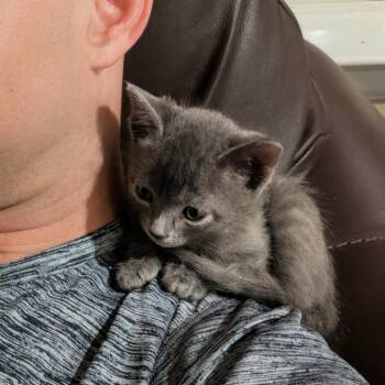 Jackfruit 29 -  Domestic Short Hair Cat for Adoption in Austin, Texas - Jackfruit 29 | PetCurious