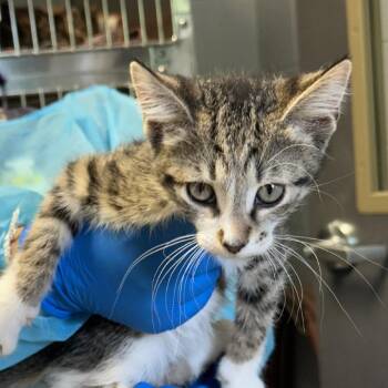 Sour Patch -  Domestic Short Hair Cat for Adoption in Indianapolis, Indiana - Sour Patch | PetCurious