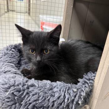 Winkin -  Domestic Short Hair Cat for Adoption in Carroll, Iowa - Winkin | PetCurious