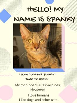 Rescue Tabby Cats for Adoption in Brigham City, Utah - Spanky | PetCurious