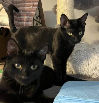 Rescue Domestic Short Hair Cats for Adoption in South Lyon, Michigan - Raif (bonded Pair With Rhea) | PetCurious