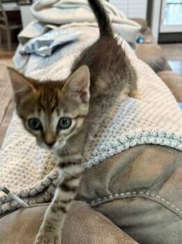 Pebbles -  Domestic Short Hair Cat Available for Adoption in Chattanooga, Tennessee - Pebbles | PetCurious