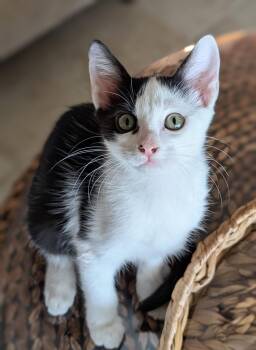 Chase -  Domestic Short Hair and Tuxedo Cat for Adoption in Melbourne, Florida - Chase | PetCurious