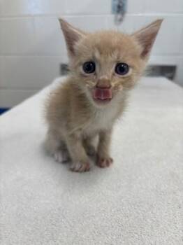 Mr. Ping -  Domestic Short Hair Cat for Adoption in Daphne, Alabama - Mr. Ping | PetCurious