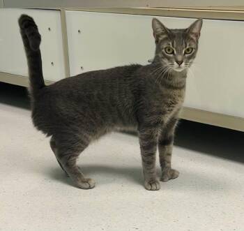 Lexi -  Domestic Short Hair Cat for Adoption in Milton, Massachusetts - Lexi | PetCurious