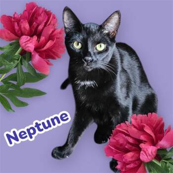 Rescue Domestic Short Hair Cats for Adoption in Visalia, California - NEPTUNE | PetCurious