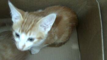 RON -  Domestic Medium Hair Cat for Adoption in Dallas, Texas - RON | PetCurious